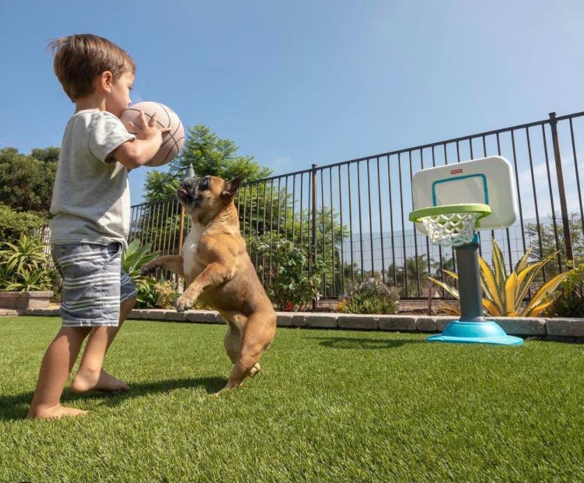 A young boy holds a basketball while standing on lush pet turf, as a small brown dog jumps up toward the ball. A toy basketball hoop is set up nearby on a sunny day in a fenced backyard.
