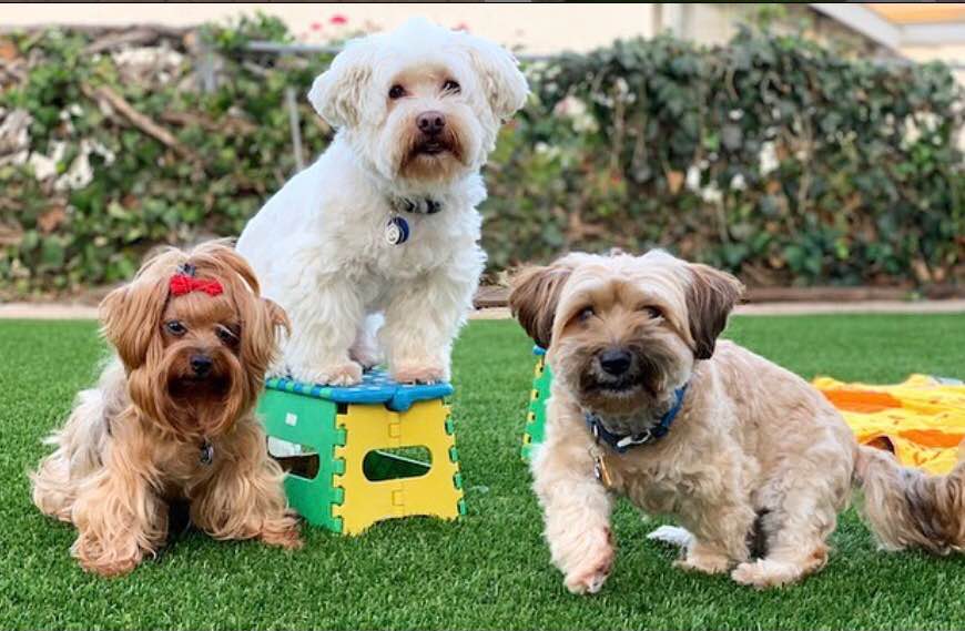 Three small dogs sit on lush Pet Turf; one white dog stands on a colorful plastic stool, while a brown dog with a red bow sits on the left and another brown dog with a blue collar sits on the right. Shrubs are in the background.