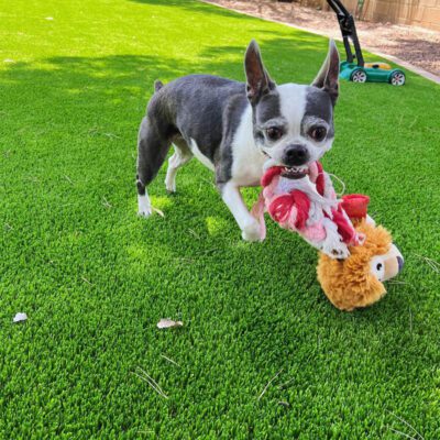 A small black and white dog stands on bright green pet turf, holding a plush toy in its mouth. The background includes a lawn mower and some shaded areas.