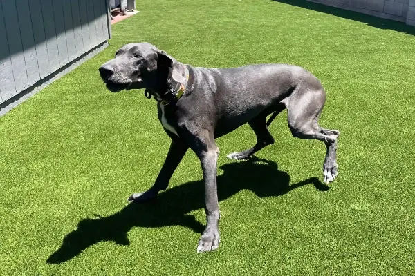 A large, gray Great Dane walks on bright green pet turf in a sunny backyard, casting a clear shadow on the ground.
